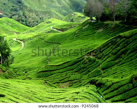 Cameron Highlands Tea Plantations
