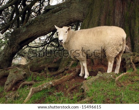 White Sheep - One Tree Hill - Aukland, New Zealand