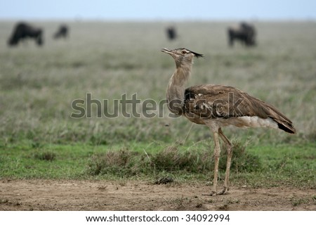 Serengeti Wildlife Conservation Area, Safari, Tanzania, East Africa