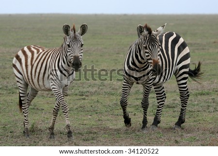 Serengeti Wildlife Conservation Area, Safari, Tanzania, East Africa