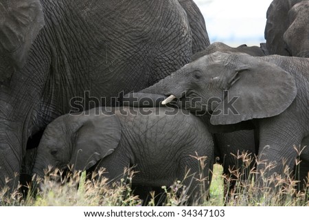 Elephant - Serengeti Wildlife Conservation Area, Safari, Tanzania, East Africa