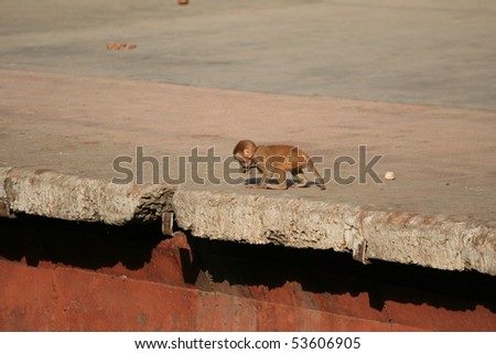 Monkey Causing Mischief at The Great Indian Railway Transport System