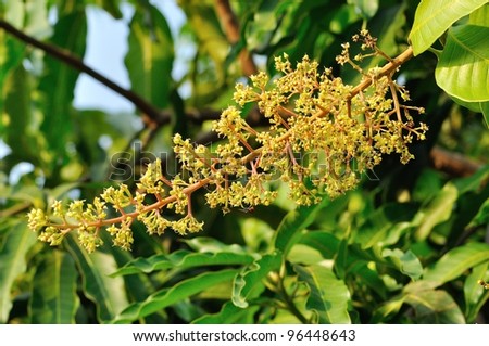 A mango tree with small of fruits