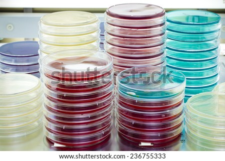many petri dishes with culture medium in the laboratory stove / petri plates stacked on the stove