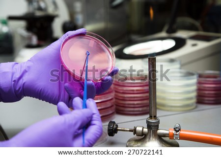 hands of a microbiologist in the laboratory planting a petri plate next to a burner bunsen and microscope in background / scientist holding a petri dish in the lab