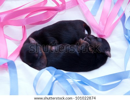 portrait of the two newborn yorkshire terrier in blue tape