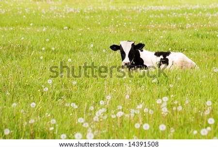 calf rests upon flowering meadow and peers into camera