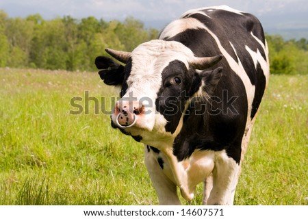 oxen with ring in nose peers into camera