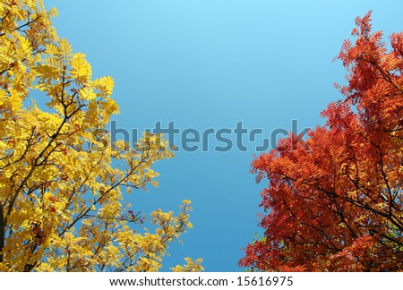 red, yellow rowanberry leaves against blue sky