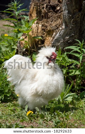 white cock of the decorative sort walks in herb