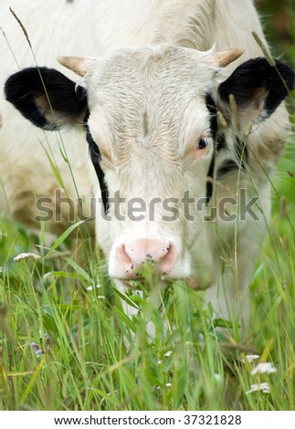 calf rests upon flowering meadow and peers into camera