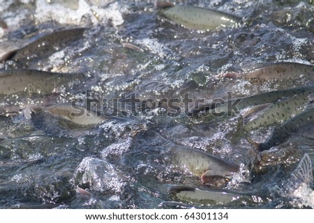 salmon goes on spawning in river of the kamchatka