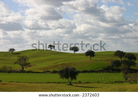 Green hills with Oak Trees