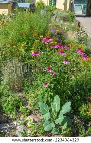 Similar – Image, Stock Photo Echinacea purpurea, yellow variety, inflorescence