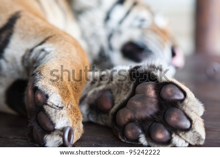 Close up of Tiger Paw