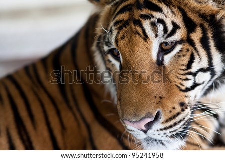Close up of Tiger Face