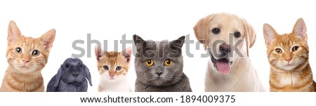 Beautiful cats, dogs and a rabbit in front of a white background