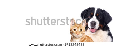 Beautiful cat and dog in front a white background