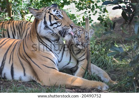 Tiger mother and cub