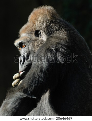 Lowland Gorilla deep in thought