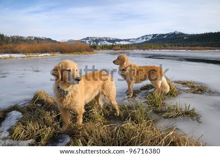 Golden Retrievers on frozen lake in Sierra Nevada mountains