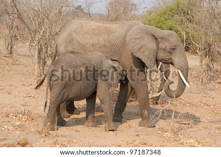 Elephant mother with nursing calf at Chobe national park in Botswana, Africa