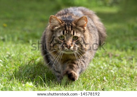 The cat goes on a grass