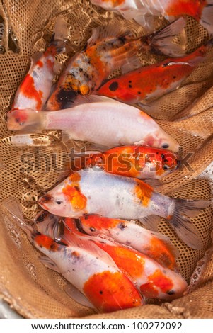 ornamental colorful fish - common carp in hand net