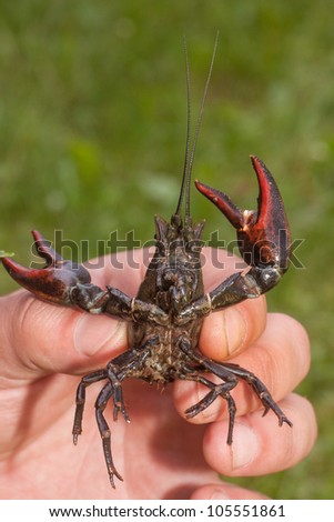 American Signal Crayfish in hand with waving claws