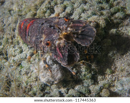colorful big specimen of slipper lobster in natural marine habitat - front view