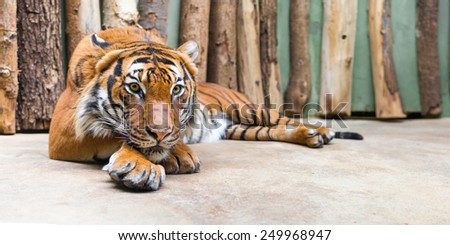 big adult tiger laying in captivity - panoramic view