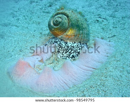 Female Of Sea Snail Tonna Galea Laying Eggs On Sea Floor Stock Photo ...