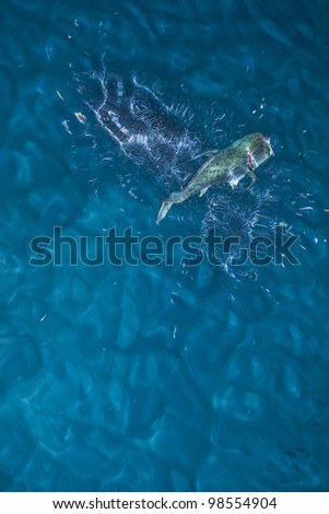 big predatory long fin jack fish hunting in shoal of small fish close to water surface