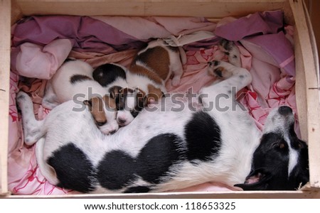 female purebred jack russel terrier and her very young puppies