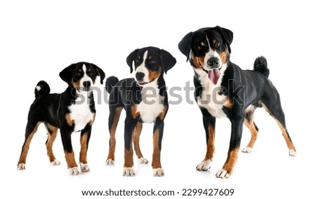 Similar – Image, Stock Photo Appenzeller mountain dog in the hallway