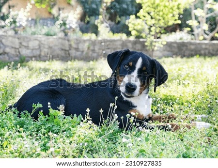 Similar – Image, Stock Photo Appenzeller mountain dog in the hallway