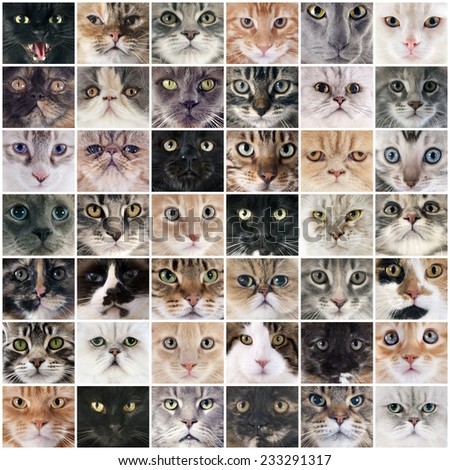 composite picture of group of purebred cats