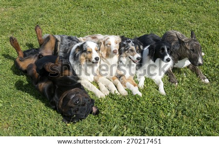 group of dogs lying down in the nature