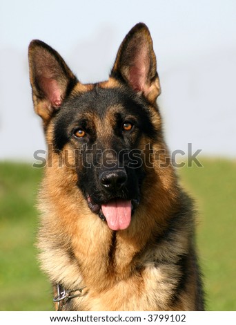 Portrait Of A Beautiful Purebred German Shepherd Stock Photo 3799102 ...