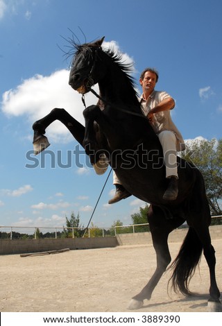 rearing black stallion and man