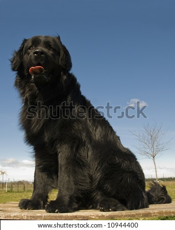 portrait of a beautiful purebred newfoundland dog