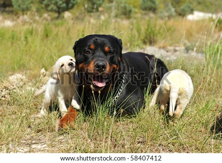purebred rottweiler laid down in a field and cute puppies labrador retriever