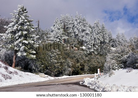 Snow flocked trees line the highway on Mount San Jacinto in Southern California.