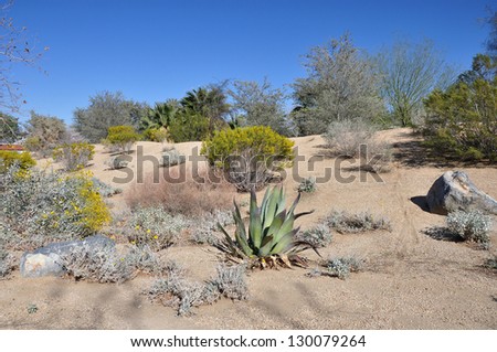 Cactus and other desert plants flourish on a hillside in Palm Desert, California.