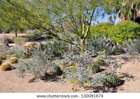 A tree with green bark grows among cactus and other desert plants in the town of Palm Desert, California.