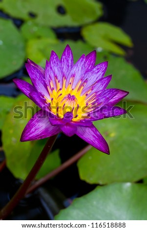 Purple waterlily on pond with lily pads