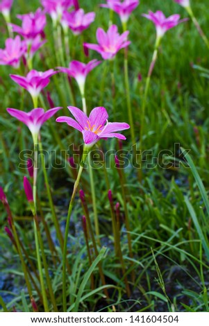 Beautiful purple rain lily flower