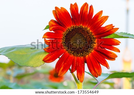 Red Sunflower, Helianthus annus