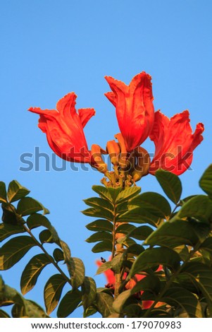 African tulip tree, Fire bell, Fouain tree or Flame of the Forest flower