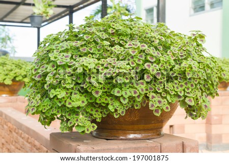 Painted nettle plant in flower pot